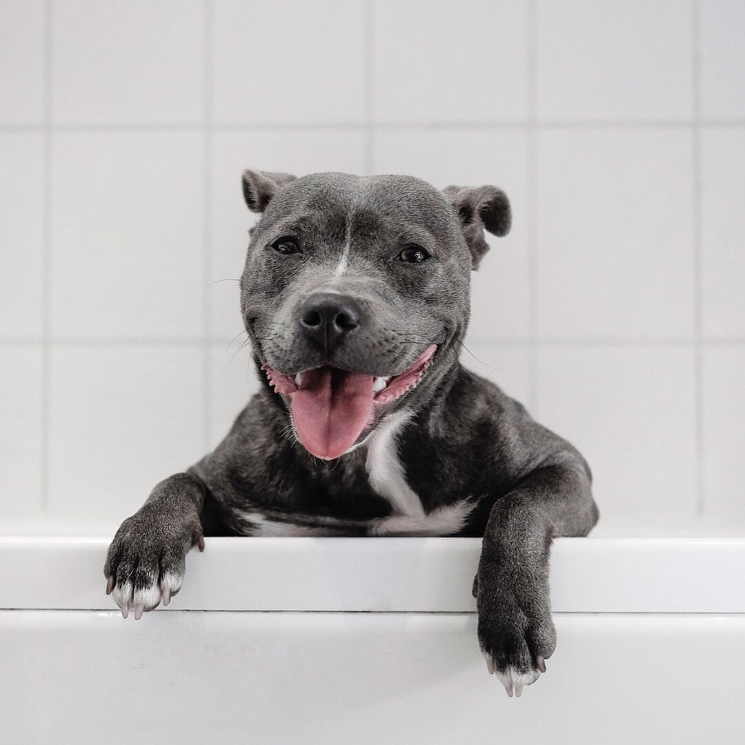 Собака в ванне покрытой жидким акрилом